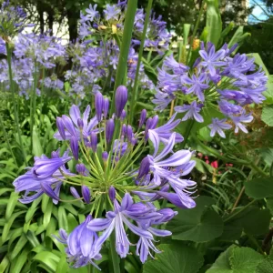 Agapanthus-image