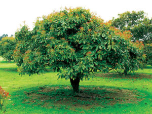 Avacado Tree-image