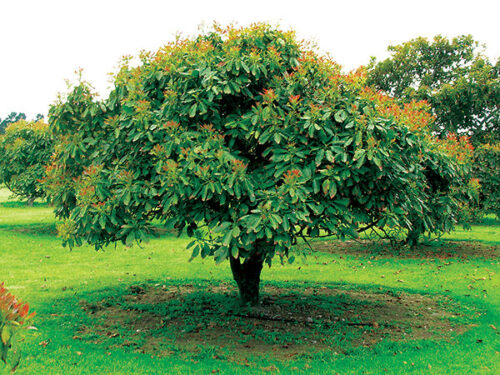 Avacado Tree-image