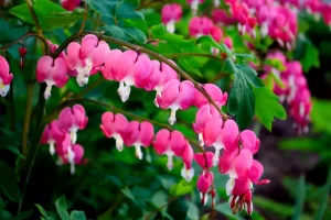 Bleeding Heart-image