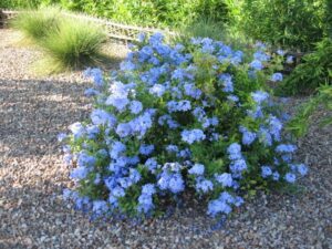 Blue Plumbago-image