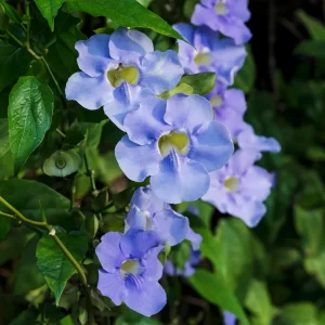 Blue Sky Vine-image