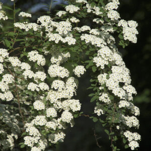 Bridal Wreath Spirea-image