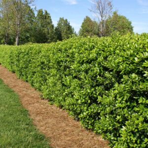 Burford Holly Shrub-image