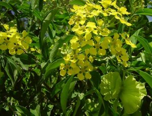 Butterfly Vine-image