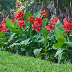 Canna Lily-image