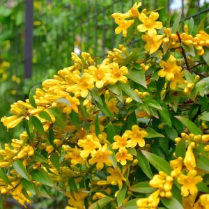 Carolina Jasmine Vine-image