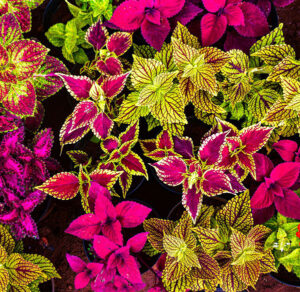 Coleus-image