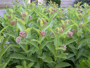 Milkweed-image