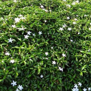 Confederate Jasmine Vine-image