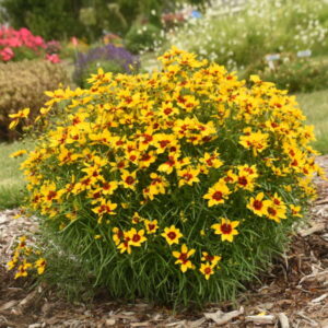 Coreopsis-image