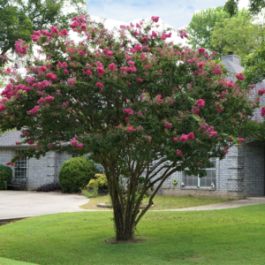 Crepe Myrtle-image