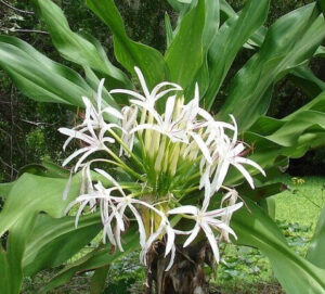 Crinum Lily-image