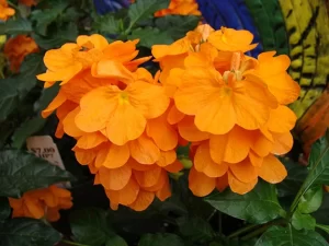 Crossandra-image