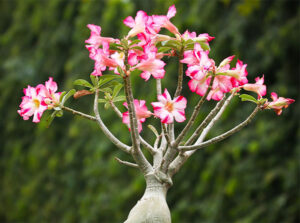 Desert Rose-image