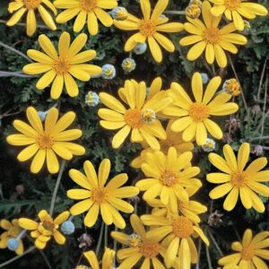 Euryops-image