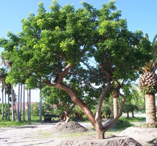 Gumbo Limbo-image