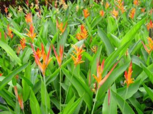 Heliconia-image