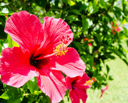 Hibiscus-image