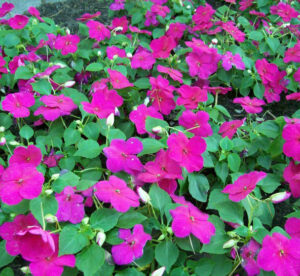 Impatiens-image