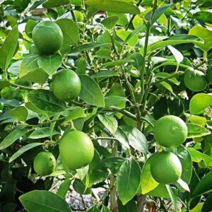 Key Lime Tree-image