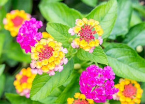 Lantana-image