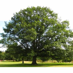 Laurel Oak-image