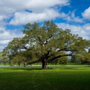 Live Oak Tree-image