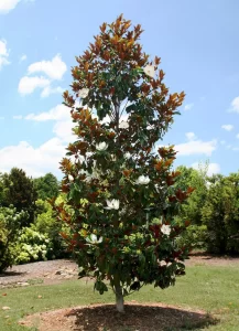 Magnolia Tree-image