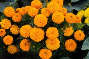 Marigolds-image