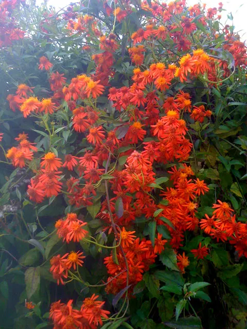 Mexican Flame Vine-image