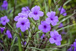 Mexican Petunia-image