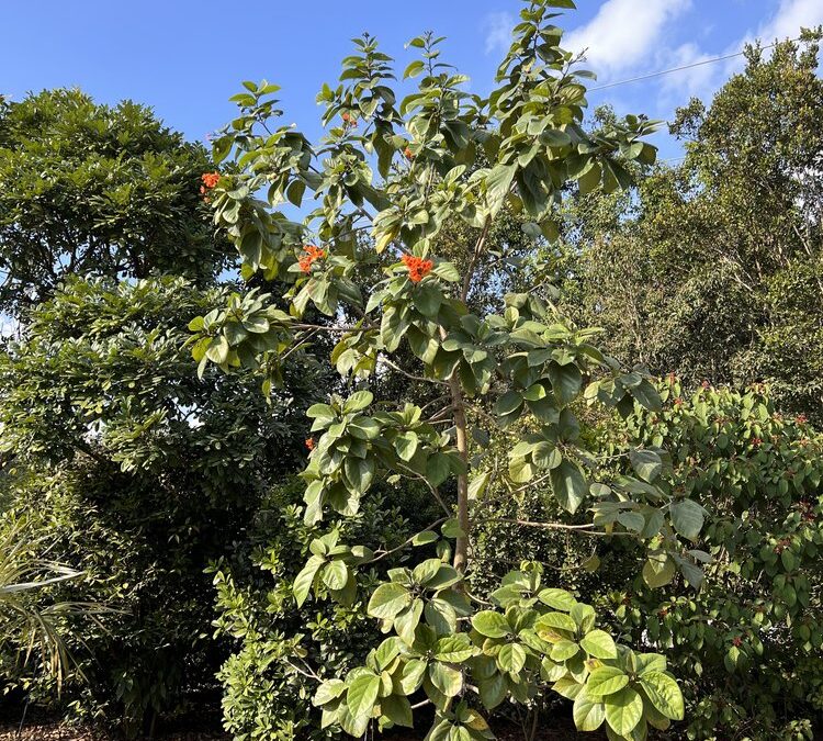 orange geiger tree