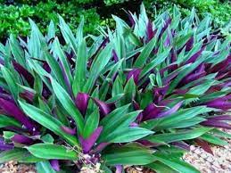 Oyster Plant (Dwarf)-image