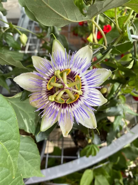 Passion Fruit Vine-image