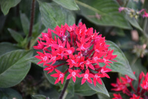 Pentas-image