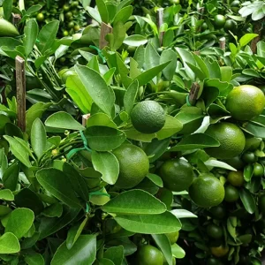 Persian 'Bearss' Lime Tree-image