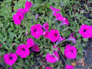 Petunias-image