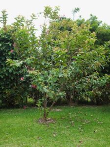 Pink Guava Tree-image