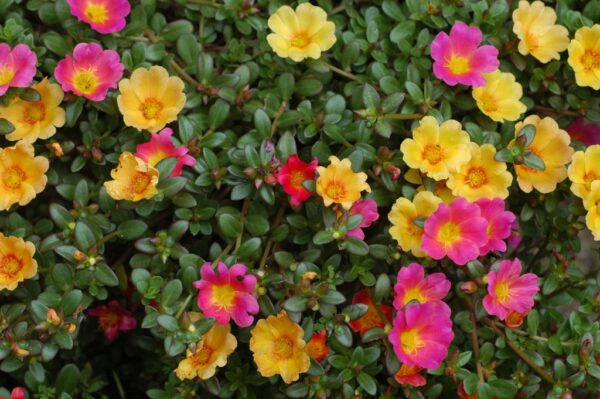 Purslane-image