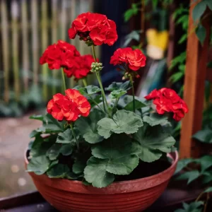 Geraniums-image