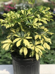 Schefflera-image