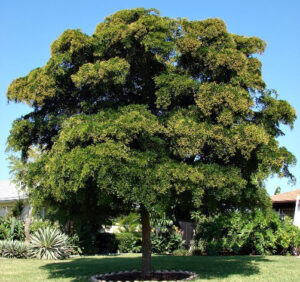 Shady Lady Black Olive Tree-image