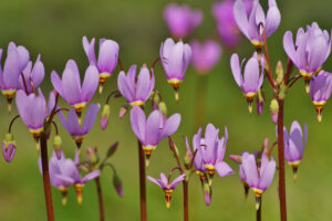 Shooting Star Flower-image