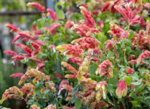 Shrimp Plant-image