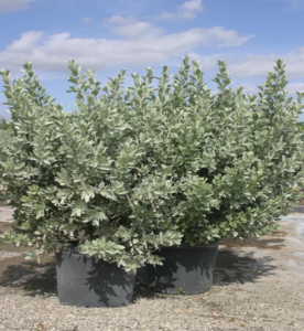 Silver Green Buttonwood-image