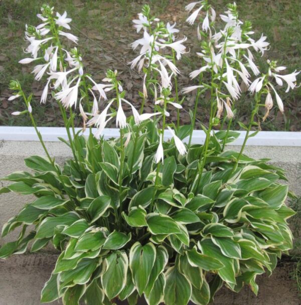 Sun Hostas-image