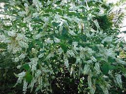 Sweet Almond Plant-image