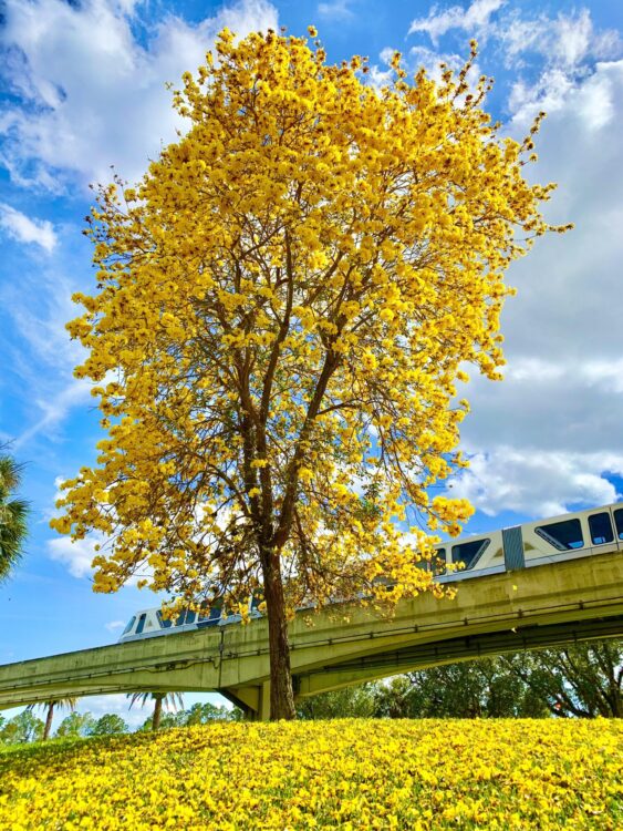 Tabebuia-image