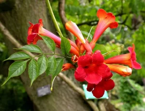 Trumpet Vine-image